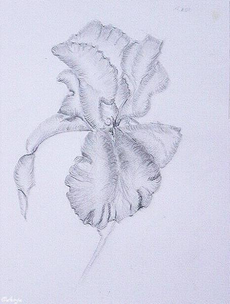 Klick für Originalgröße :DSC02483.jpg