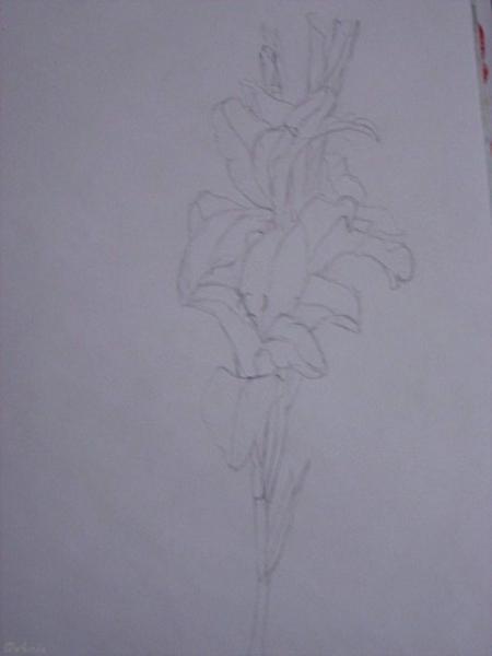 Klick für Originalgröße :DSC02496.jpg