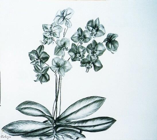 Klick für Originalgröße :img002.jpg